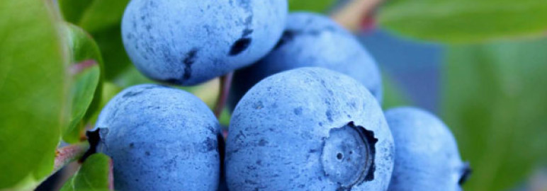 9 Superfoods To Add In Your Diet Today!