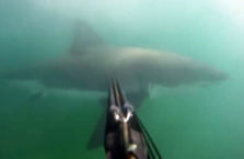 Divers Encounters Great White Shark, Uses Speargun To Defend Himself!