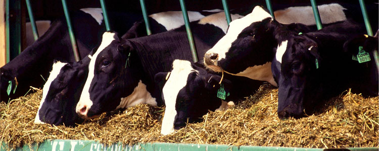 cows-526771