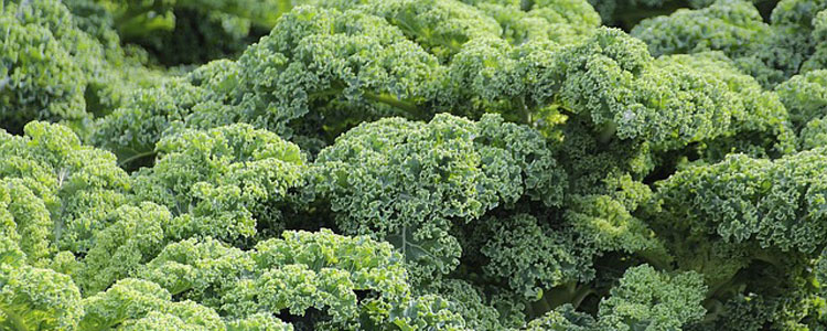 kale14656