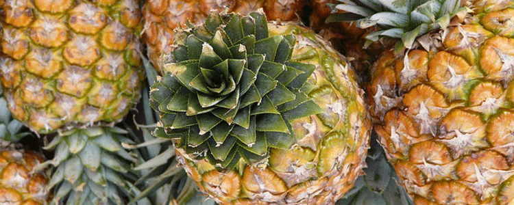 pineapple-5792_640