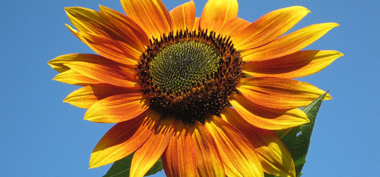 sunflower-105113_640