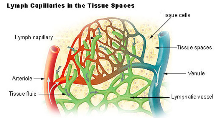 Illu_lymph_capillary