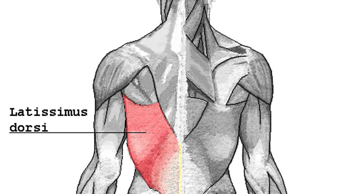 Latissimus_dorsi