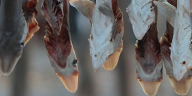 dryfish_featuredimage