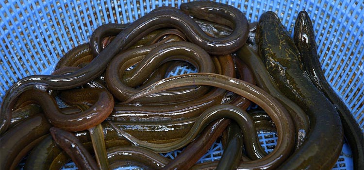 eel