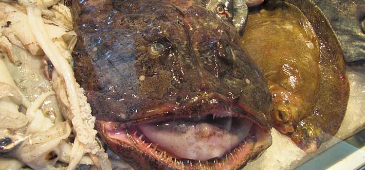 monkfish