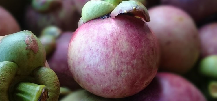 Mangosteen