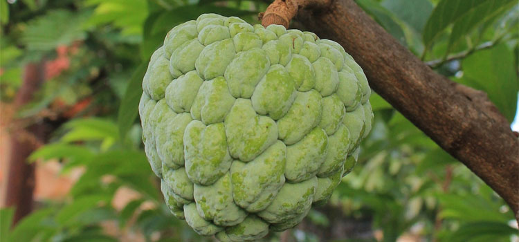 cherimoya-1116182_1920