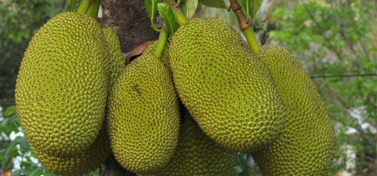 jackfruit