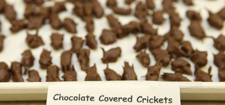 chocolate-covered-crickets-thailand