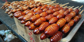 larvae-1162709_960_720