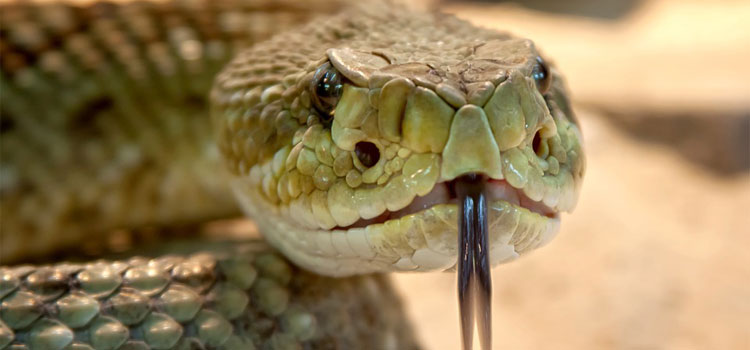 snake-venom