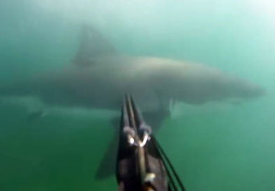 Divers Encounters Great White Shark, Uses Speargun To Defend Himself!