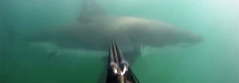 Divers Encounters Great White Shark, Uses Speargun To Defend Himself!